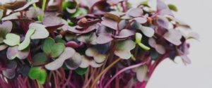 Microgreens 1