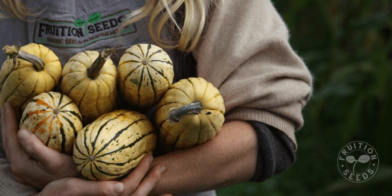 delicata squash in arms