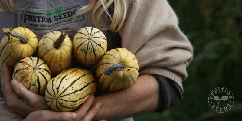6 Easy Seeds to Direct Sow in June (& How to Transplant, If You Must) 4 delicata squash in arms