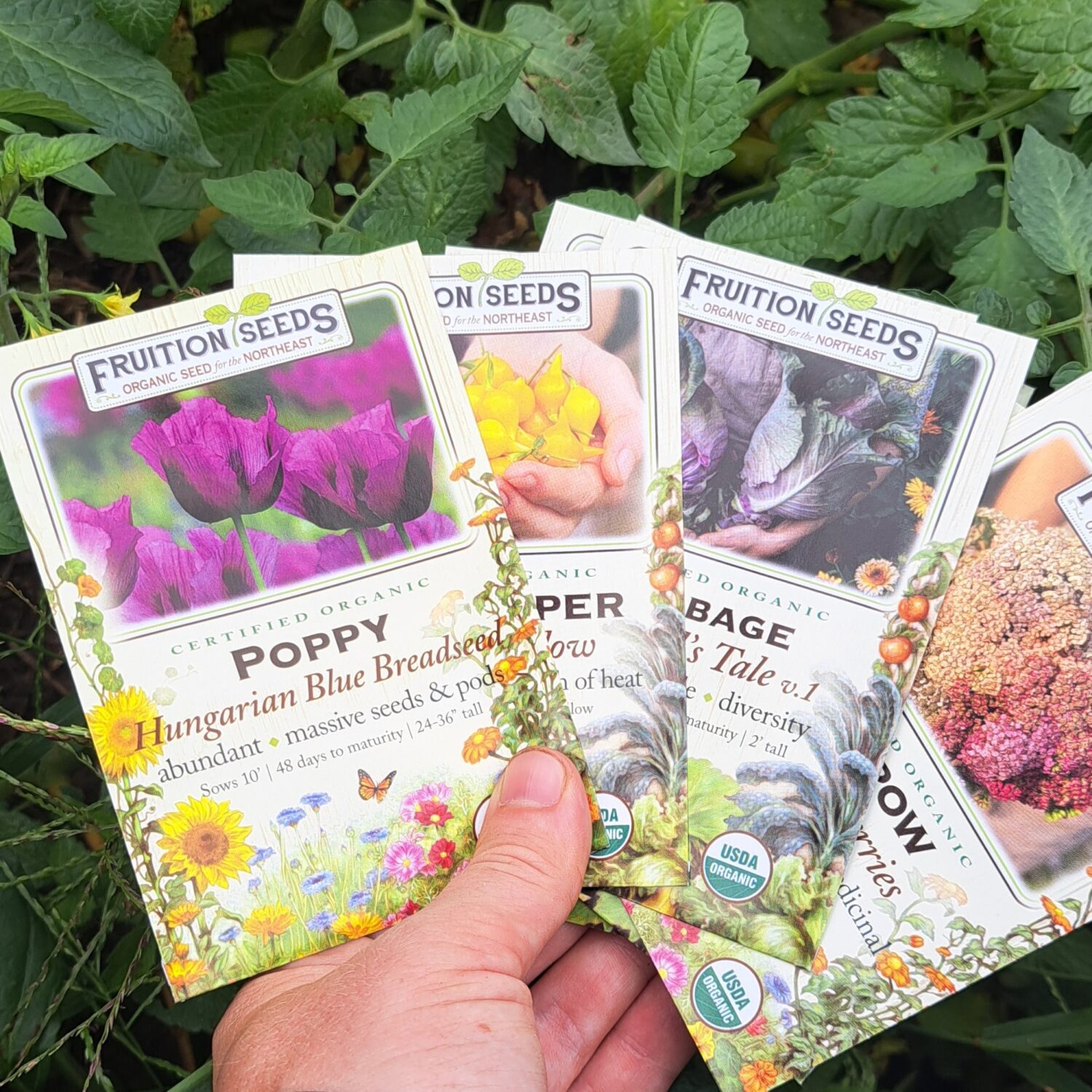 New for Retailers for 2024 Archives Fruition Seeds