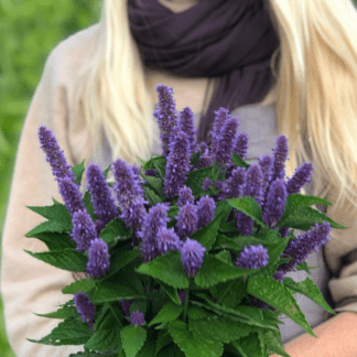 Organic Anise Hyssop