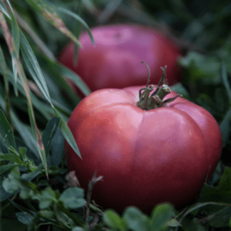 Organic Arctic Rose Dwarf Tomato