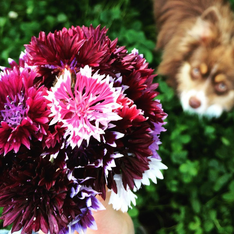 Events 6 Organic Bachelor Buttons