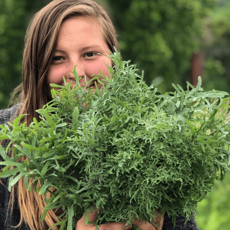 Organic Bear Necessities Kale - Fruition Seeds