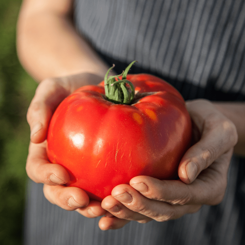 Heirloom 5+ seeds Fitoftoroustoichivy Tomato RESISTANT AND PRODUCTIVE!