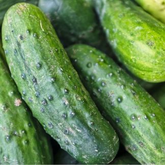 Organic Bush Pickle Cucumber