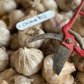 Organic Culinary Garlic Collection