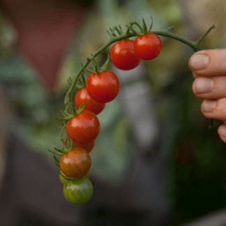 Organic Chiapas Tomato