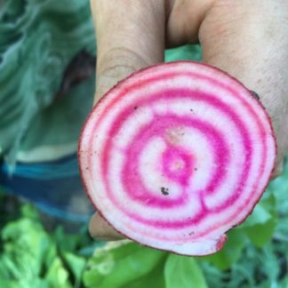 Organic Chioggia Guardsmark Beet