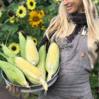 Organic Chilean Green Corn