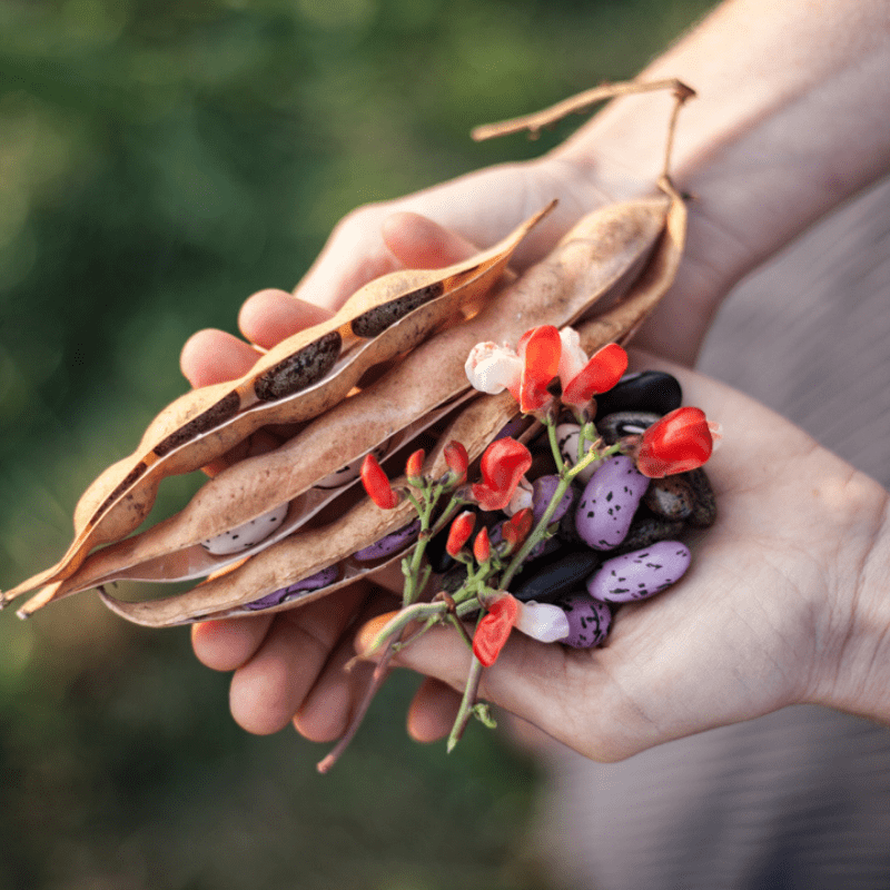 Organic Chocolate Runner Pole Bean