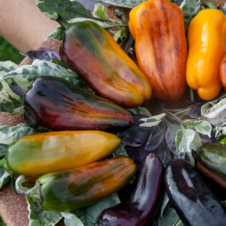 Organic Collage | Between the Lines Sweet Pepper