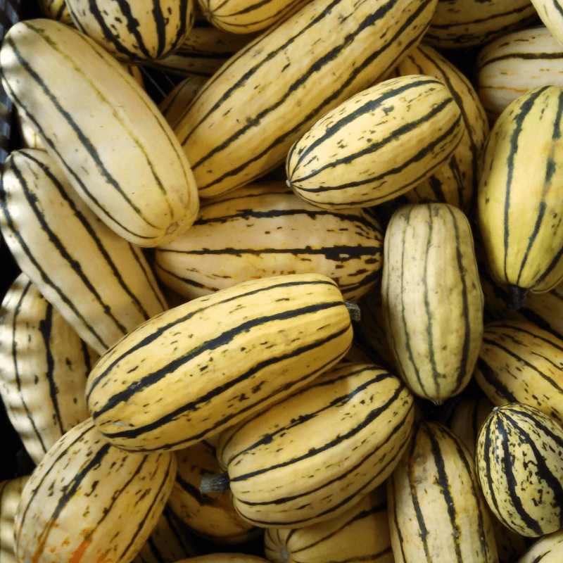 Organic Delicata Winter Squash 4319325 1 1