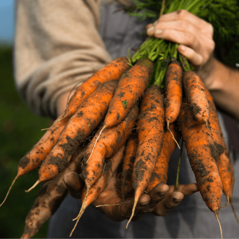 Organic Dulcinea Carrot 1 1 1 1