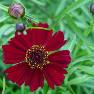 Organic Coreopsis Tinctoria (Dyer’s Coreopsis)