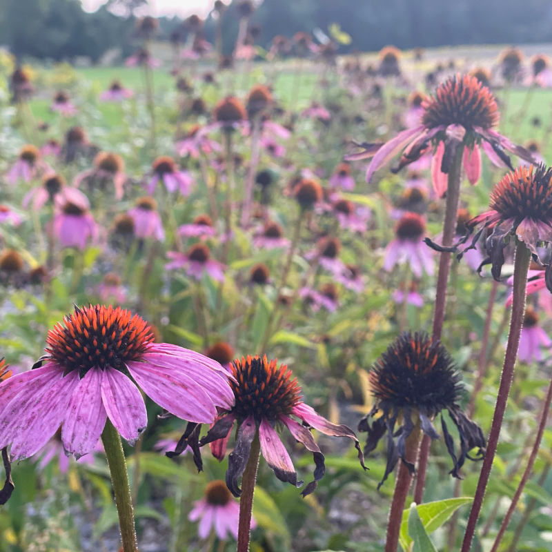 Image of Craspedia and echinacea companion plants