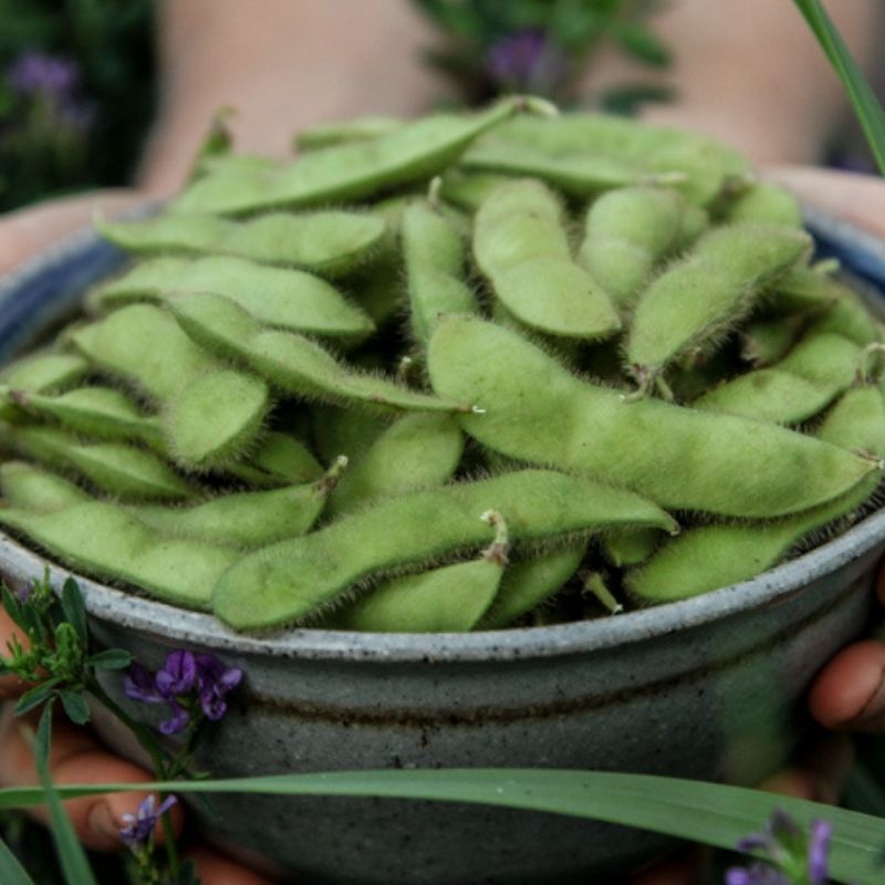 Soya Bean 'Envy' (Glycine max), The Delicious, Vegetables