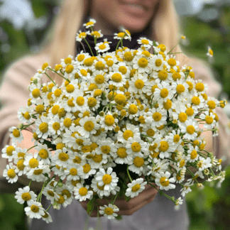 Organic Feverfew