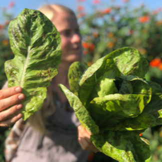 Organic Flashy Troutback Romaine Lettuce