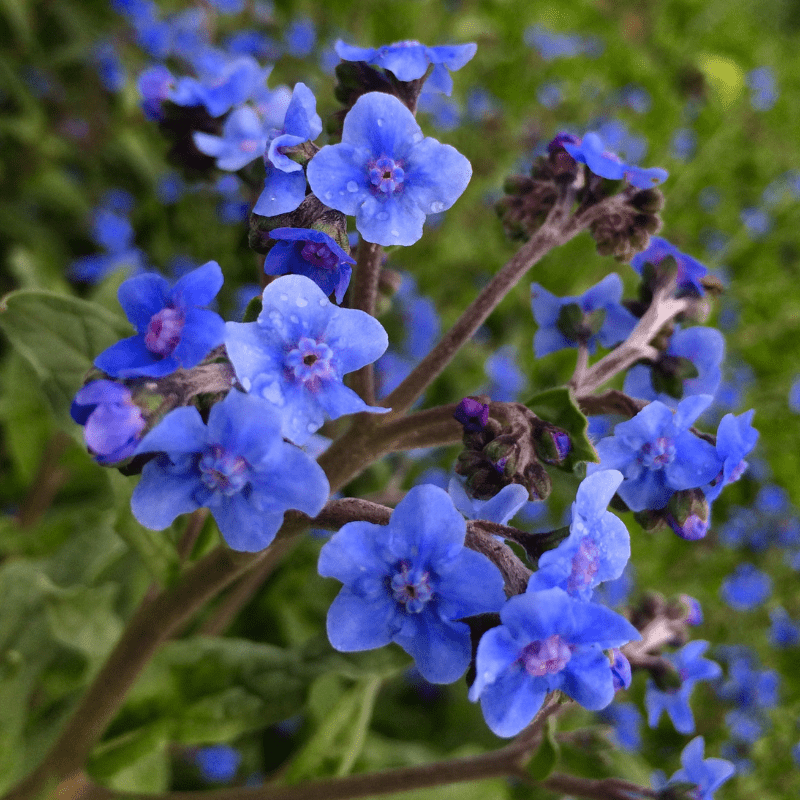 Organic Chinese Forget Me Not Fruition Seeds