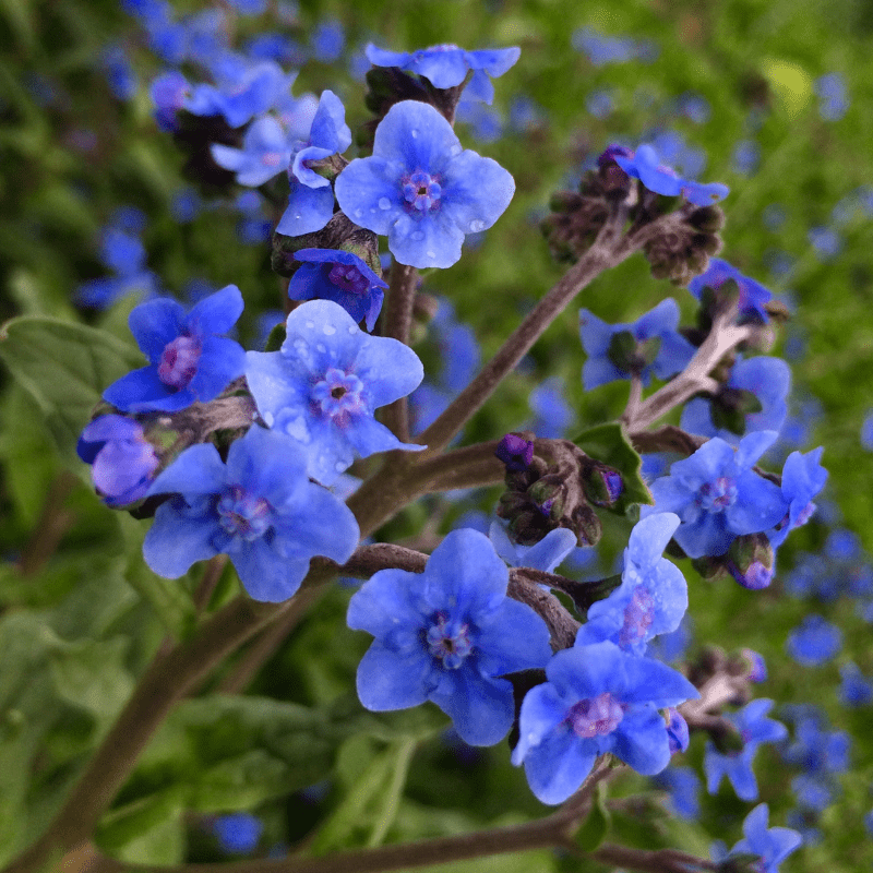 Grow Delicate Chinese Forget-Me-Nots (Cynoglossum Amabile) with Seeds from  Todd's Seeds - A Touch of Elegance