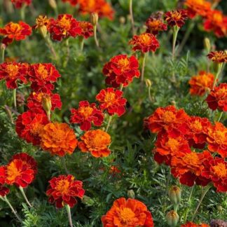 Orange Zinger Organic Calendula Flowers