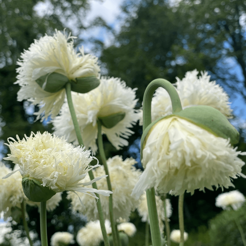 GIANT 4 INCH BLOOMS PERENNIAL 50 WHITE PRICKLY POPPY FLOWER SEEDS 