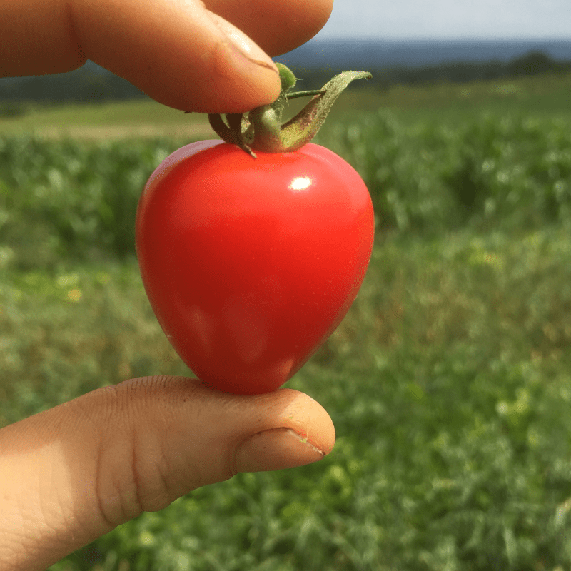 organic-gardeners-sweetheart-cherry-heirloom-tomato