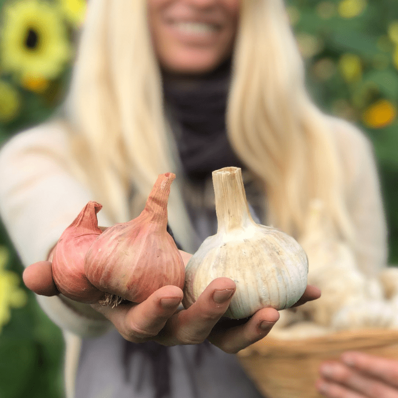 Organic SHALLOT GROWING GUIDE