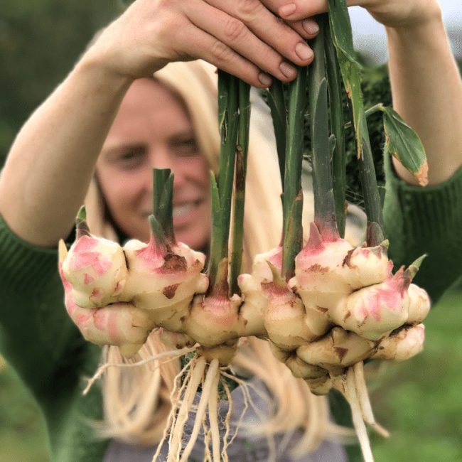 Organic Ginger Fruition Seeds