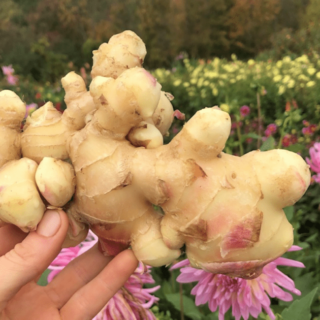 Organic Ginger Fruition Seeds