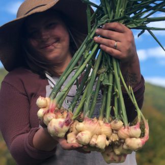 organic ginger