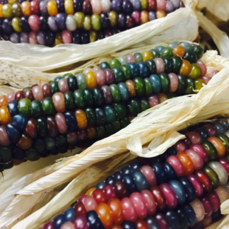 Organic Glass Gem Corn