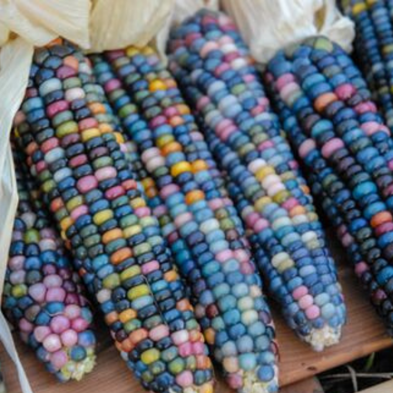 Glass Gem Corn Organic Seeds – Hudson Valley Seed Company