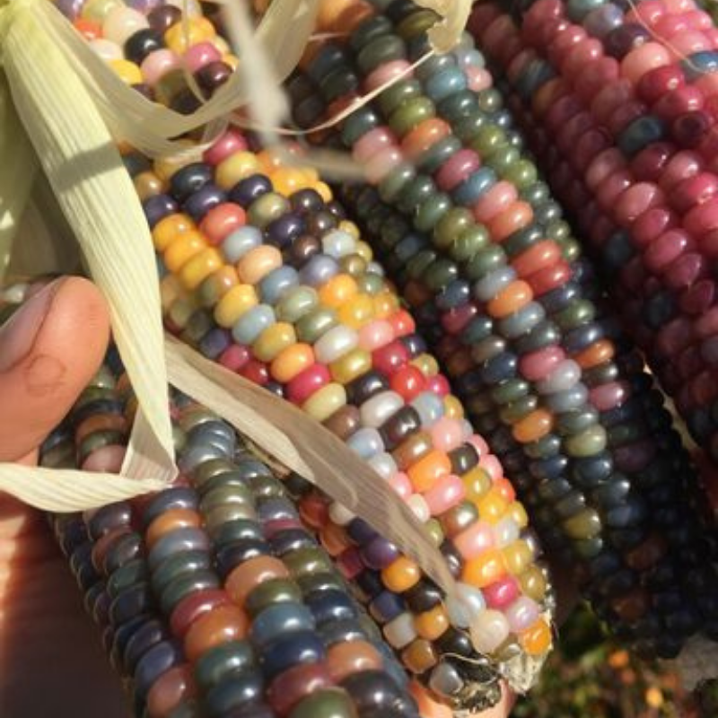 Organic Glass Gem Corn - Fruition Seeds