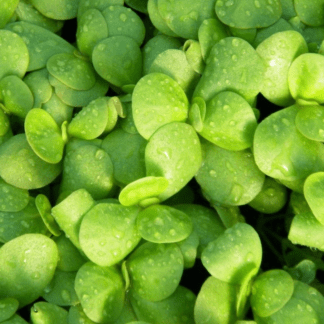 Organic Golden Purslane