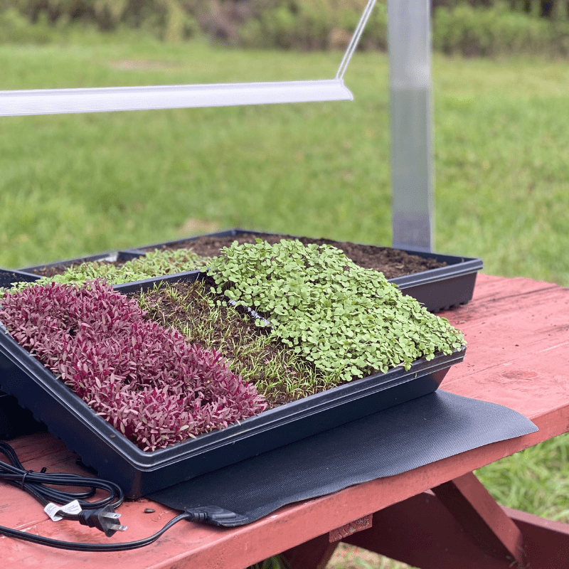 Seedling Heat Mat - Fruition Seeds