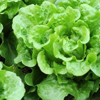 Organic Anuenue Lettuce