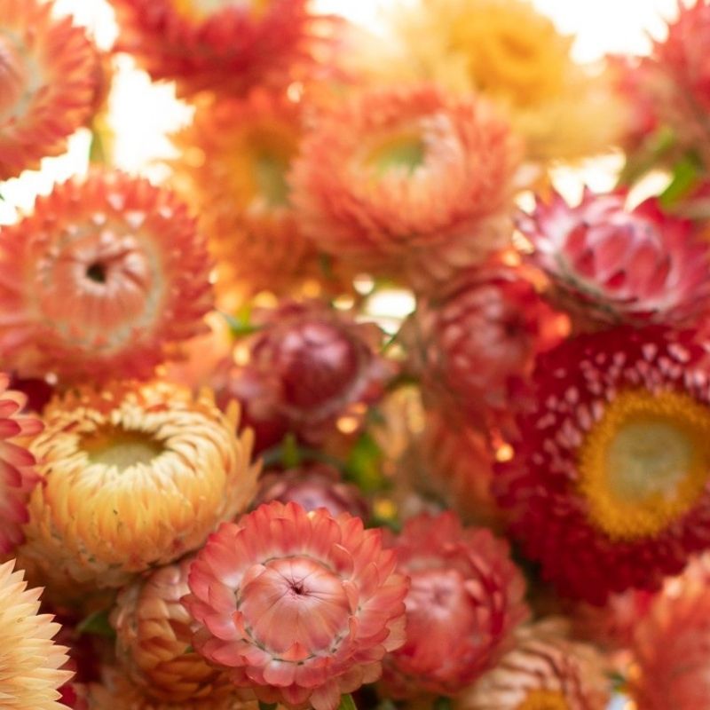 Strawflower Seed, Helichrysum Mixed Peach and Apricot Shades