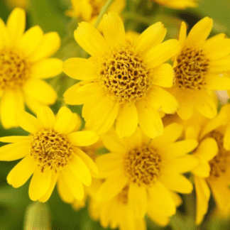 Organic Arnica