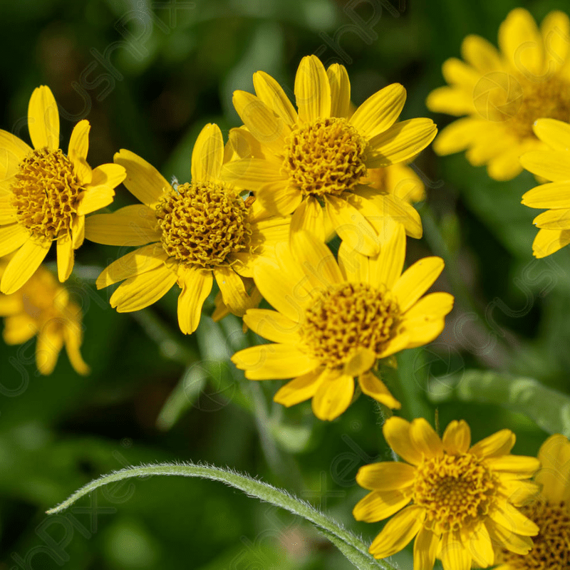 All About Arnica: Why We Love It And How To Grow It