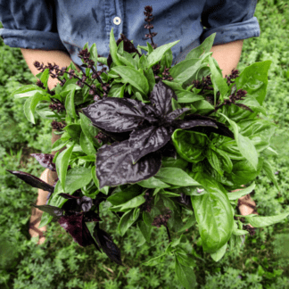 Organic Red Rosie Basil