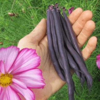 Organic Royal Burgundy Bush Snap Bean