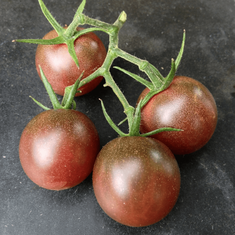 #105 Tomato seeds,Black Cherry Tomato 0,1 g organic seeds