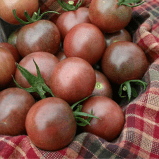 Organic Black Cherry Tomato