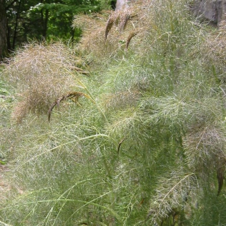 Organic Bronze Fennel Fruition Seeds