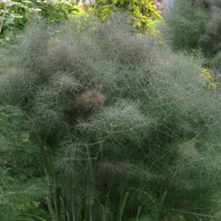 Organic Bronze Fennel