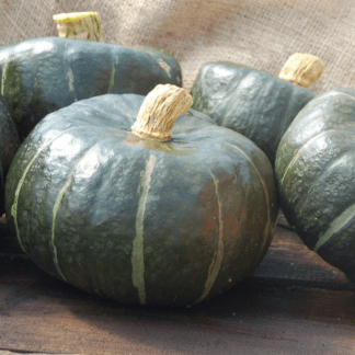 Organic Burgess Buttercup Winter Squash