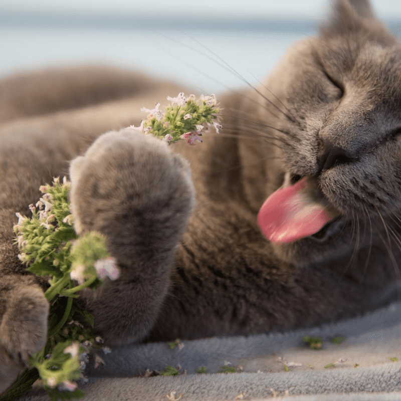 How Long Does Catnip Last? Insights & Tips