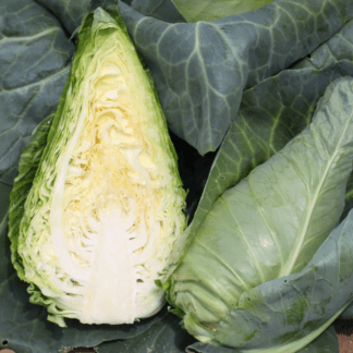 Organic Chateaurenard Cabbage